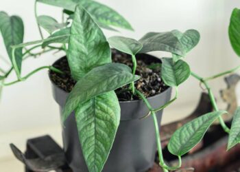 Como cuidar da jiboia para ter crescimento rápido e folhas largas