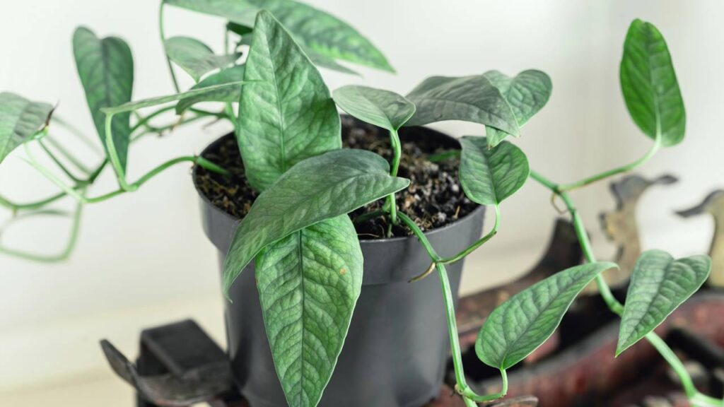 Plantas para decorar sua casa e ainda purificar o ar do ambiente