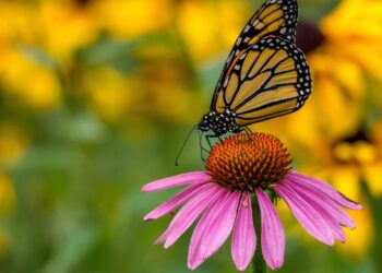 Planta que parece um Girassol, fortalece a imunidade e funciona como uma armadura para o corpo