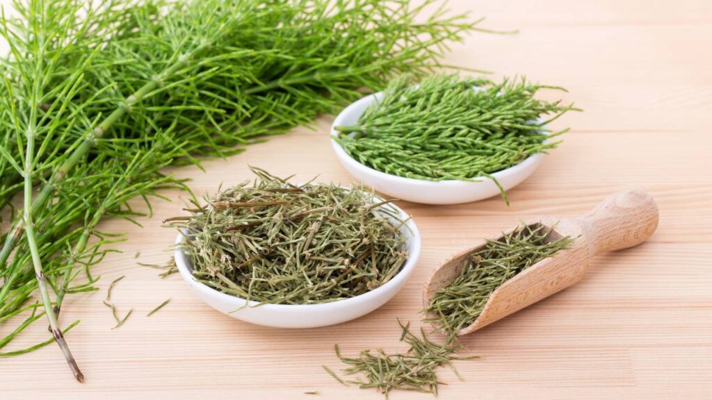 Conheça a planta que pode melhorar sua saúde dos ossos e até o cabelo