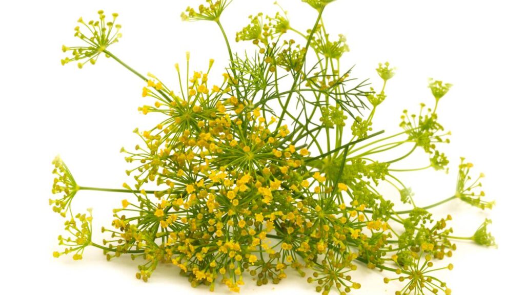 Não plante esta planta no seu jardim, ela é um ímã para vespas