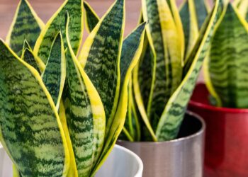 2 plantas que limpam o ar e deixam seu ambiente mais saudável e leve