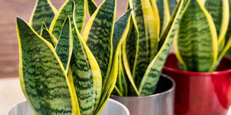 2 plantas que limpam o ar e deixam seu ambiente mais saudável e leve