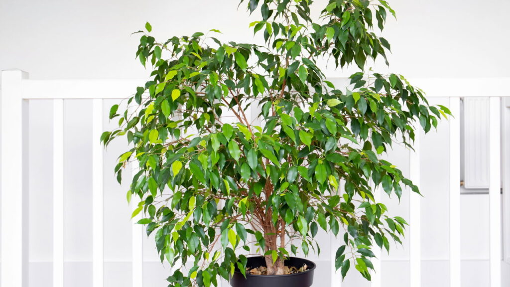 Plantas que melhoram humor e trazem leveza ao seu lar