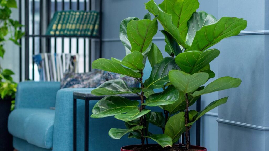 Plantas que embelezam varandas expostas ao sol