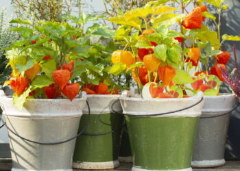 3 frutas comuns que crescem em vasos e colhem frutas frescas semanalmente