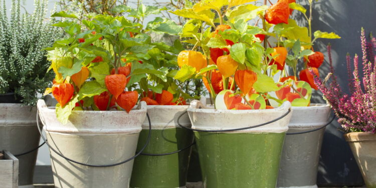 3 frutas comuns que crescem em vasos e colhem frutas frescas semanalmente