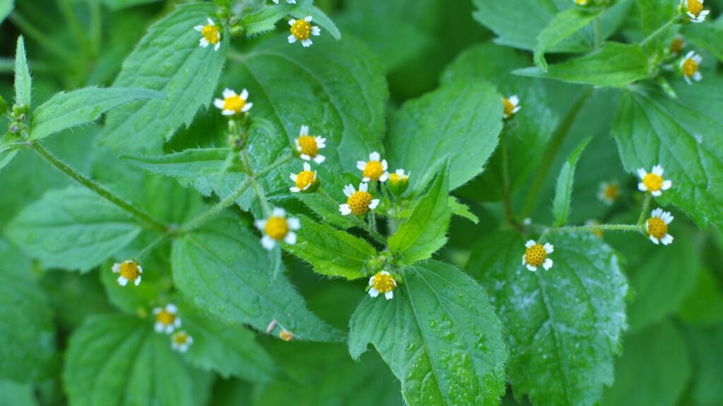 Esta erva pouco conhecida pode aliviar dores e cicatrizar rapidamente