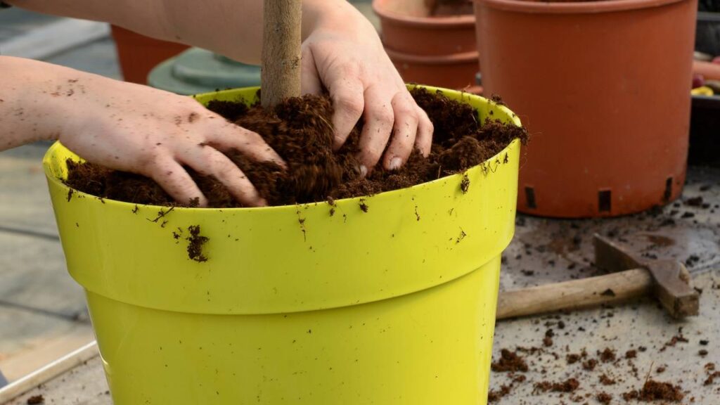 Como cuidar de uma árvore de limão em vasos pequenos