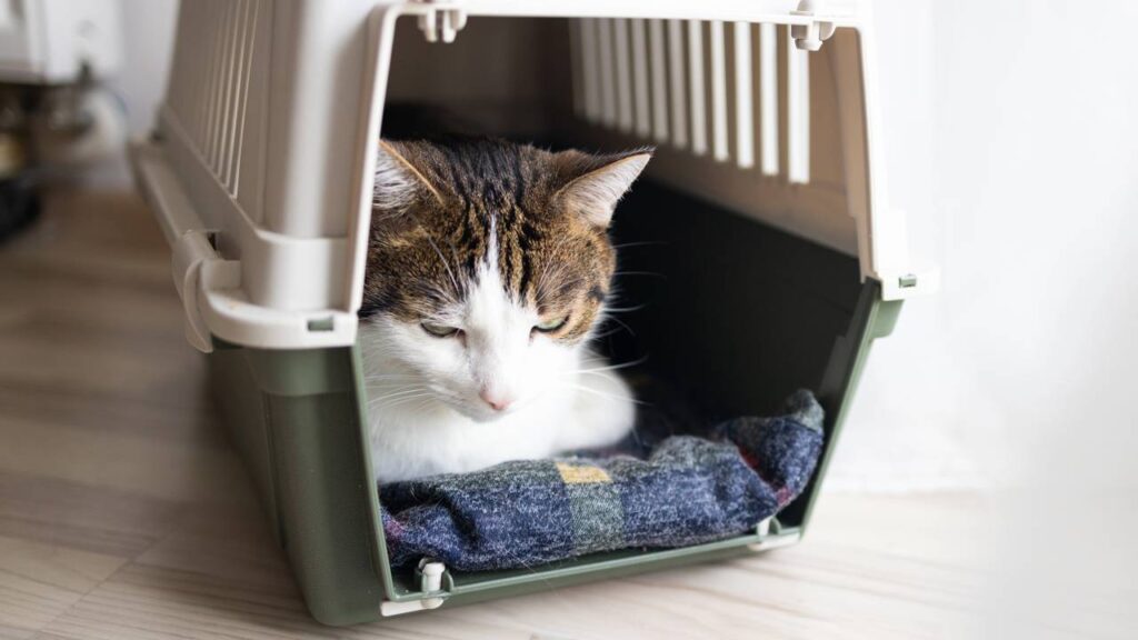 Como tranquilizar seu pet em viagens de avião com dicas simples