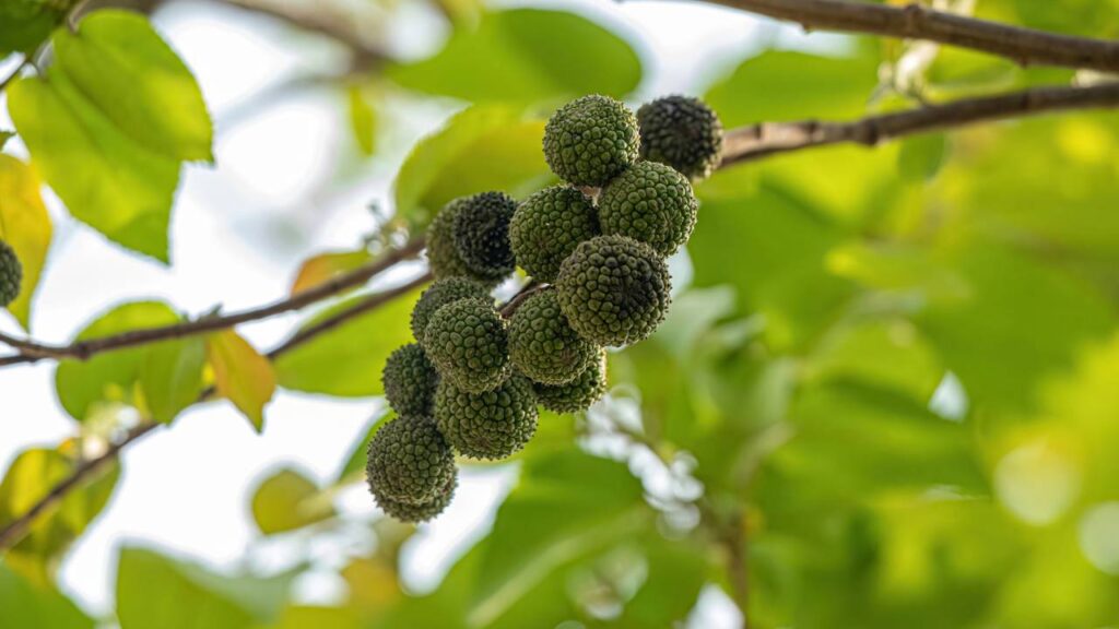 Esta planta ajuda com a cicatrização e ainda alivia a tosse