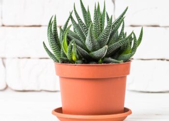 Nem grandes, nem médias: as plantas pequenas que fazem sucesso em vasos