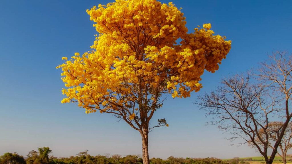 Não plante estas árvores no jardim: cheiro bom, mas atrai cobras