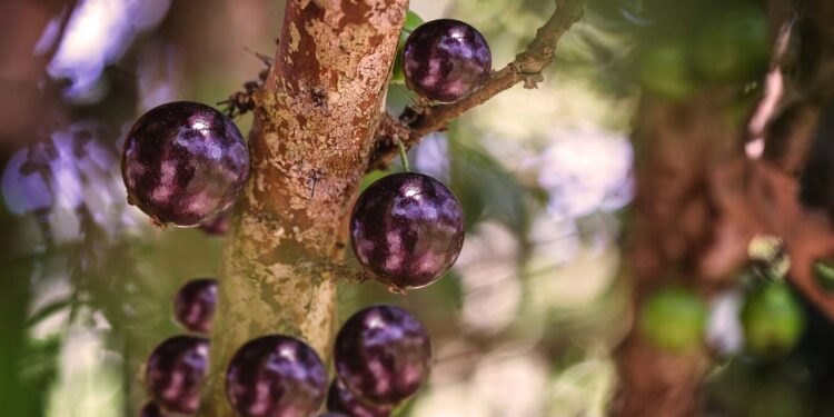 Essas frutas saborosas podem ser cultivadas mesmo morando em apartamento