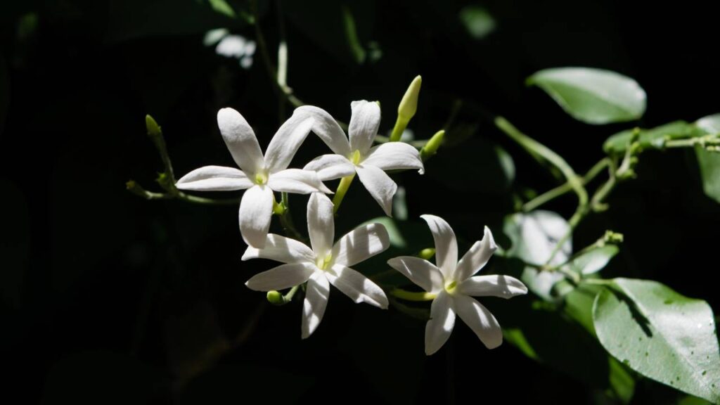 4 trepadeiras que dão vida a jardins o ano inteiro