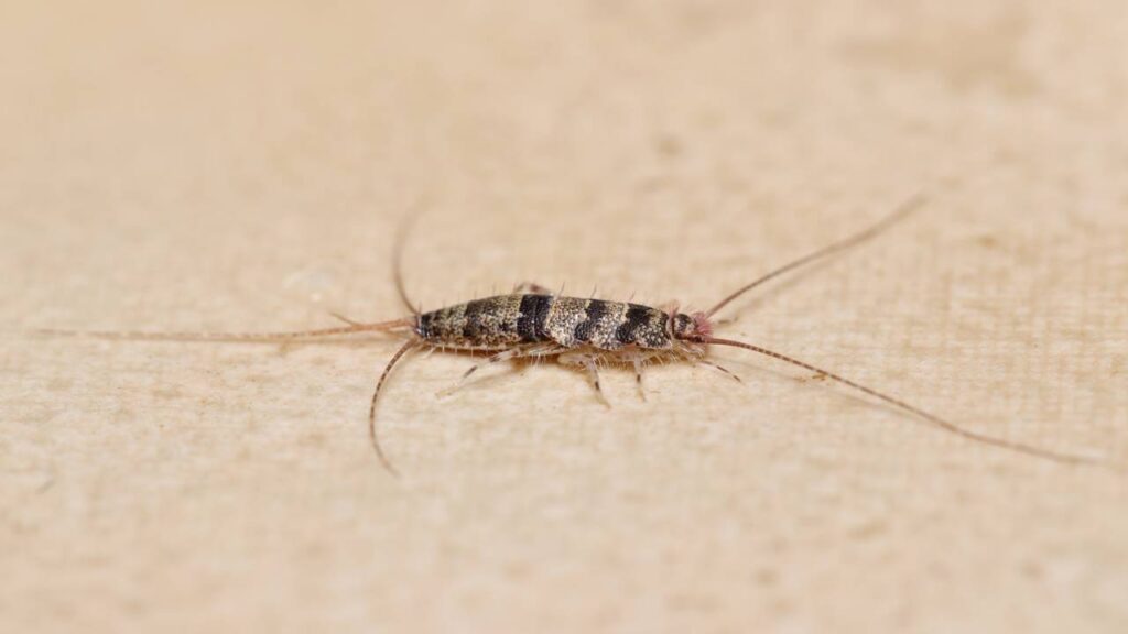 Ninguém gosta delas: mas as traças costumam ser um bom sinal