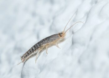 Ninguém gosta delas: mas as traças costumam ser um bom sinal