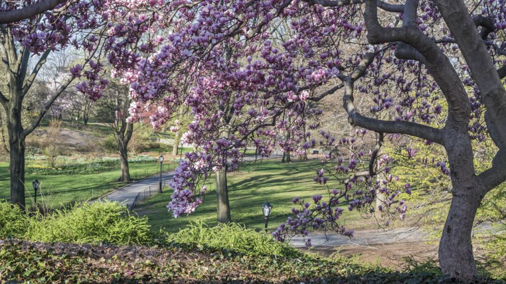 Sombra sem bagunça: saiba quais são as árvores perfeitas para o seu jardim