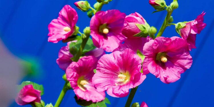 Malvarisco: planta poderosa para inflamação e cicatrização