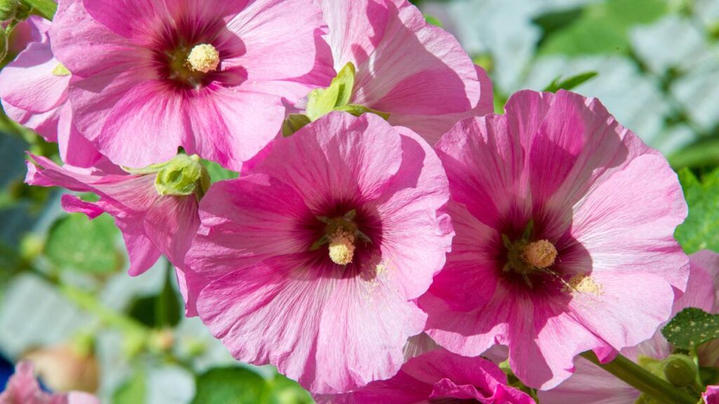 Malvarisco: planta poderosa para inflamação e cicatrização