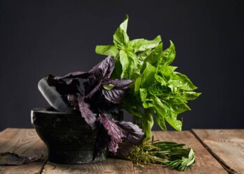 Ervas ideais para cultivar em casa e transformar receitas com frescor