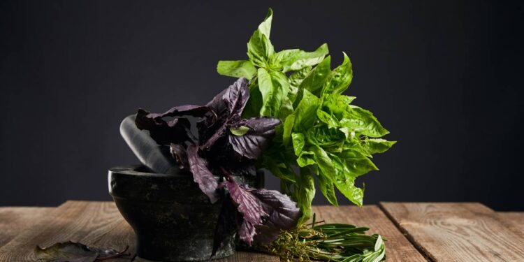 Ervas ideais para cultivar em casa e transformar receitas com frescor