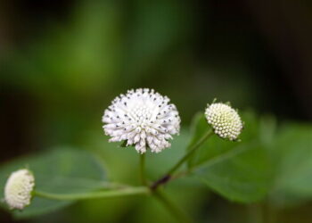 Essas plantas são o segredo natural para afastar mosquitos