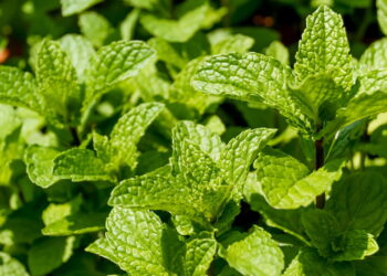 3 ervas fáceis para usar todo dia e trazer mais leveza