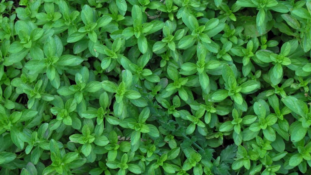 Poejo ajuda a tratar gripes e tosses de forma natural