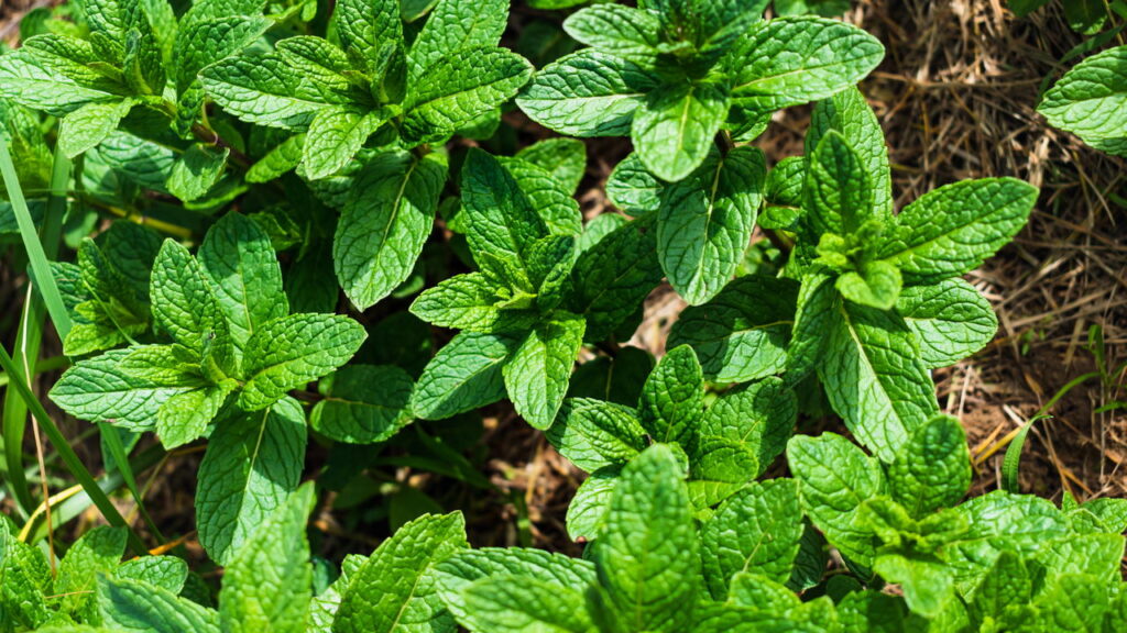 A importância de cultivar hortelã e como usá-la em receitas naturais