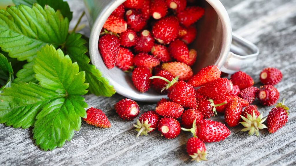 3 frutas maravilhosas que podem seer cultivadas em vasos de casa