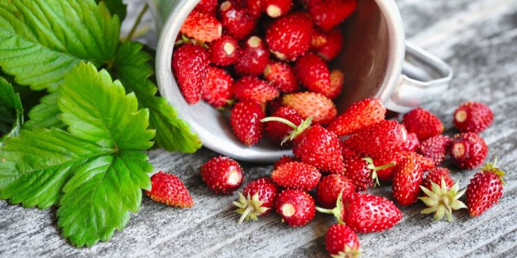 Aprenda como plantar morango em vaso sem veneno com dicas técnicas para produzir mais frutos