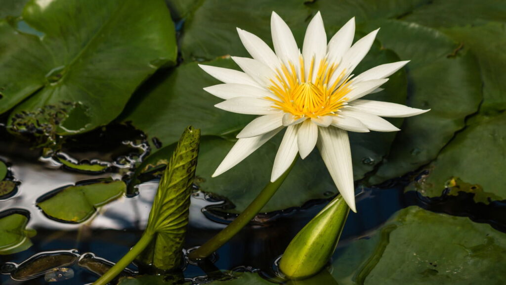 Como alinhar seu signo às plantas certas e transformar seu ambiente