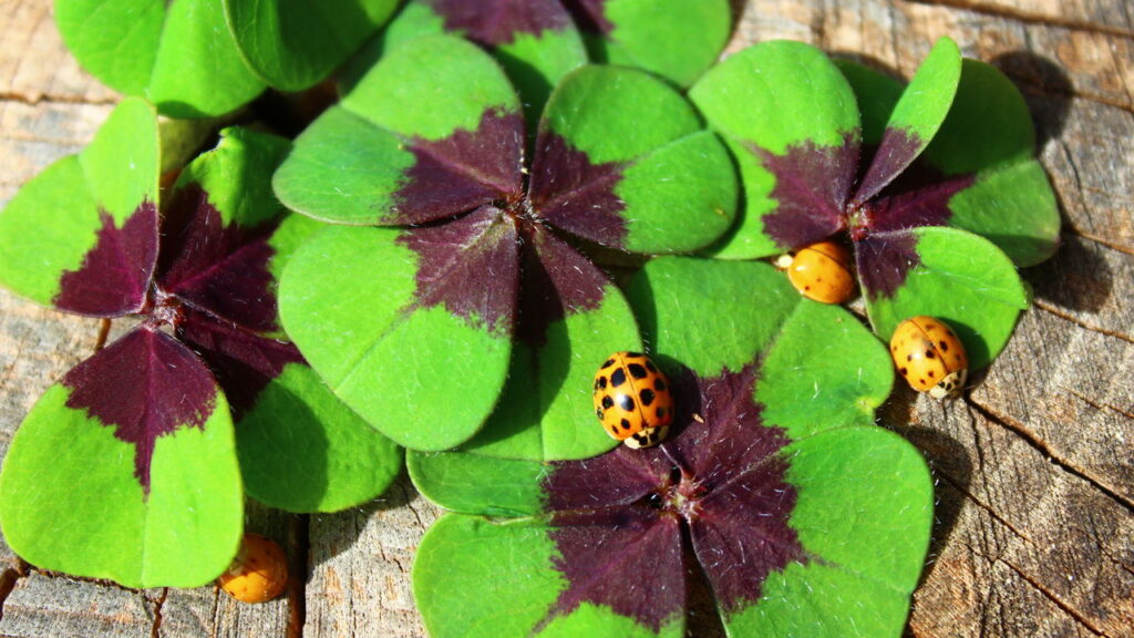 Saiba por que o trevo de 4 folhas é visto como símbolo de sorte