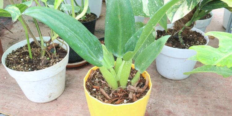 Plantas de baixa manutenção que melhoram seu jardim interior