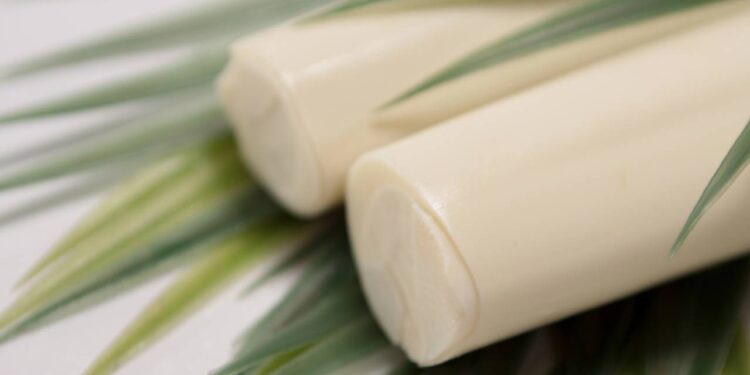 Dicas para conservar o palmito fresco por mais tempo