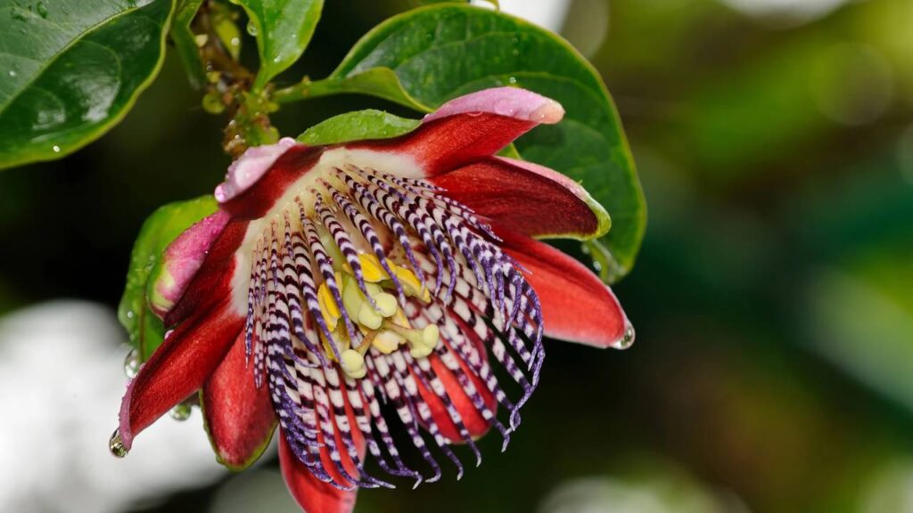 3 trepadeiras perfeitas para afastar insetos da sua varanda