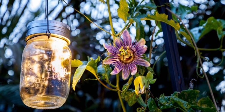 Cultive Passiflora incarnata e crie um ambiente mais calmo e focado