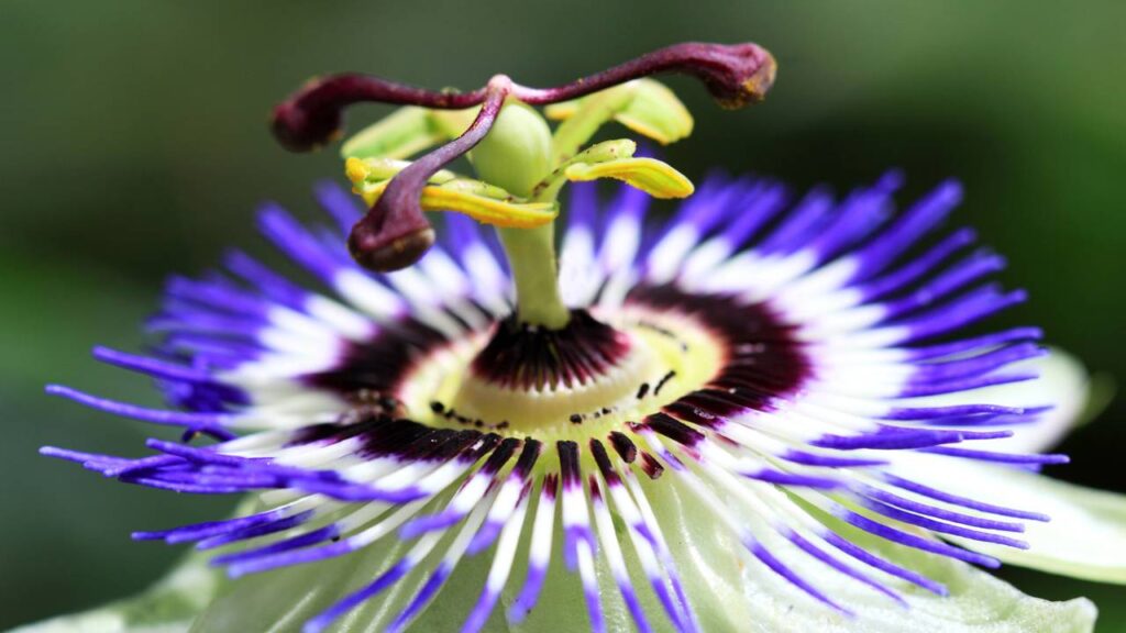O segredo da planta que pode acabar com estresse e insônia para uma vida equilibrada
