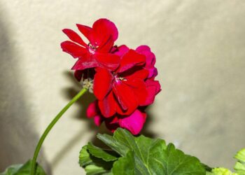 Melhores plantas repelentes de mosquito para jardim e varanda