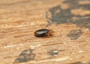 É assim que você pode se livrar dos percevejos; é de longe o melhor método