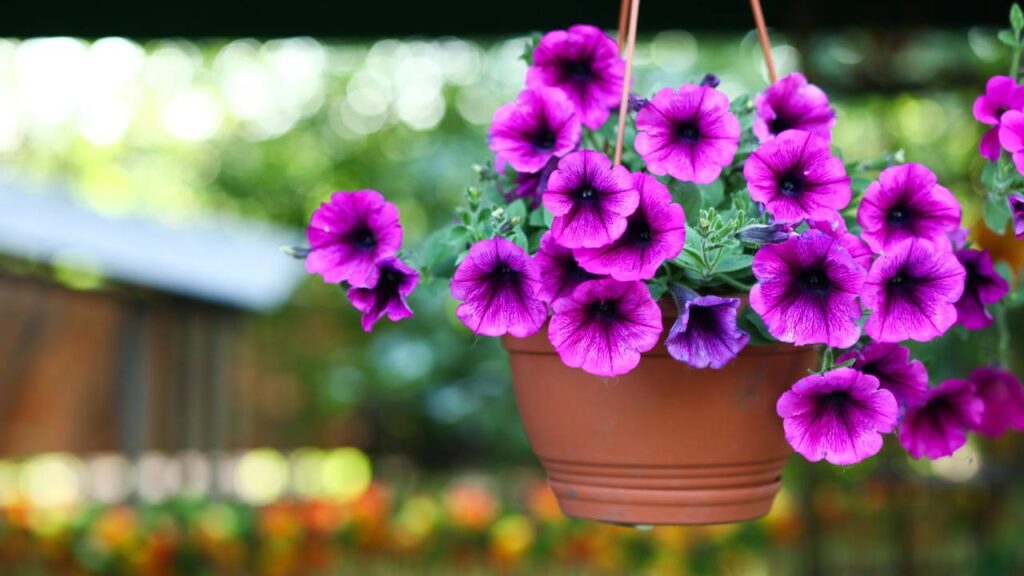 Flores ideias para os signos de ar cultivarem