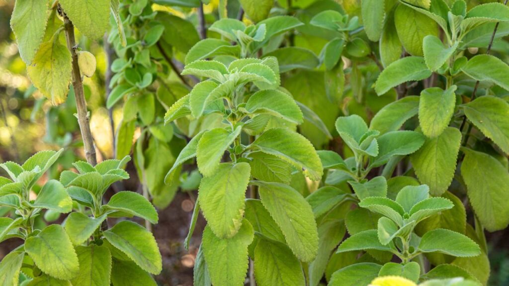 Três ervas para o quintal que perfumam, curam e temperam