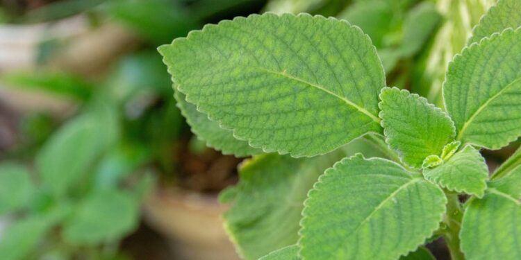 Use folhas de boldo para afastar insetos e refrescar o ar da sua casa