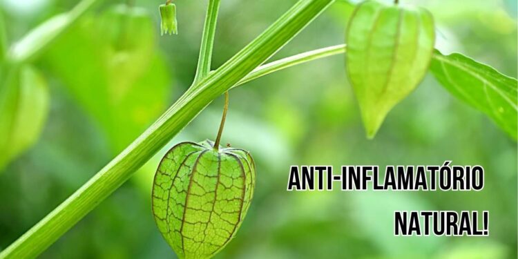 Este é o anti-inflamatório natural mais utilizado da natureza