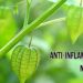 Este é o anti-inflamatório natural mais utilizado da natureza