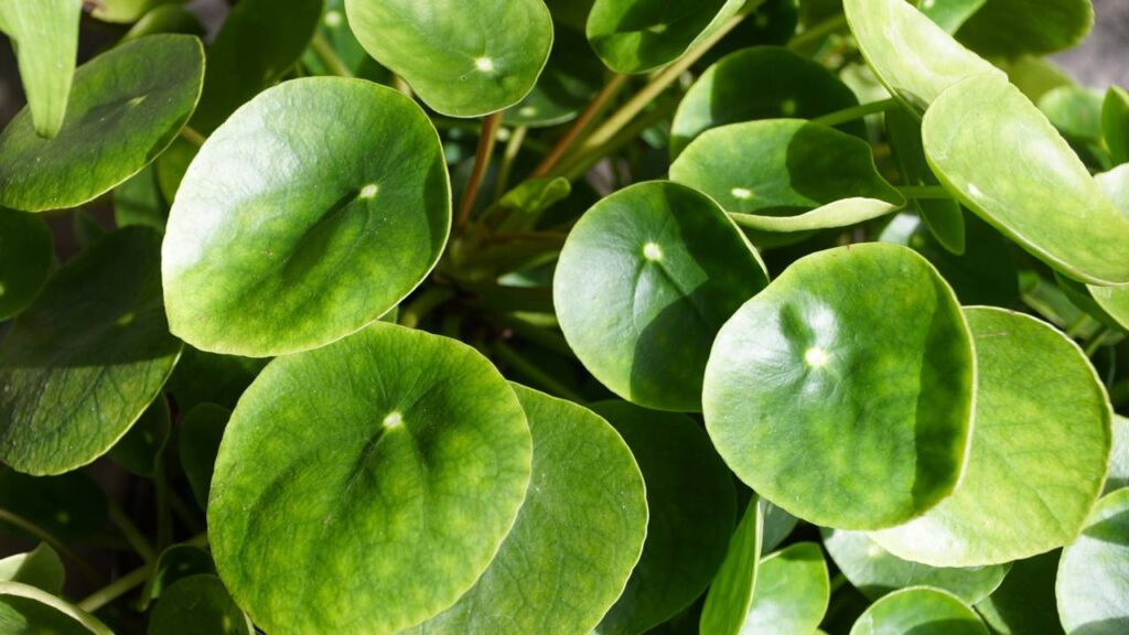 Nem jiboia, nem espada-de-são-jorge: esta é a planta que atrai mais prosperidade