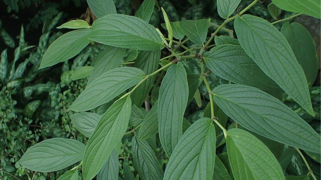 Essa planta protege sua casa e ainda espanta os insetos sem veneno