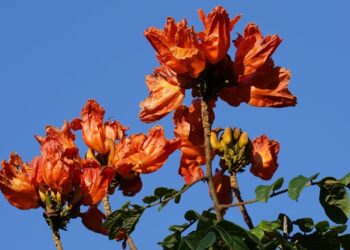 Planta é proibida por lei em SC e pode gerar multa de até R$ 1.000