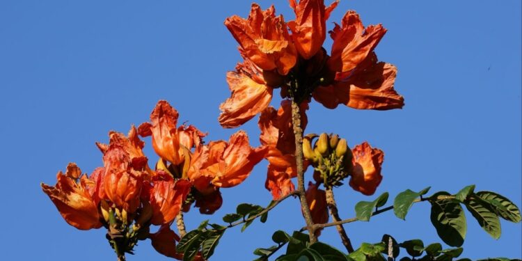 Planta é proibida por lei em SC e pode gerar multa de até R$ 1.000